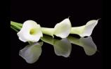 Deaths in Dundalk - Monday 18 August 2025