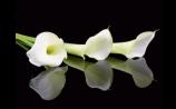 Deaths in Dundalk - Tuesday 6 October 2025