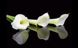 Deaths in Dundalk - Wednesday 24 September 2025