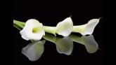 Deaths in Dundalk - Monday 22 September 2025