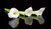 Deaths in Dundalk - Friday 5 September 2025