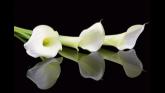 Deaths in Dundalk - Monday 13 October 2025