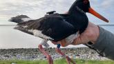 Dundalk Bay bird tagging initiative seeks community involvement