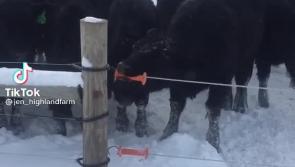 WATCH: Is this the smartest cow in Ireland?