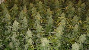 €60,000 worth of cannabis seized in Jenkinstown raid 