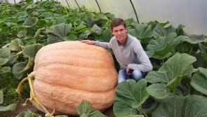 The size of this Togher man's pumpkin will shock you