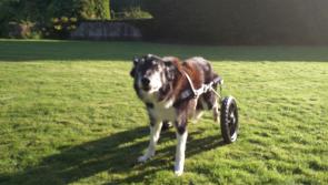 'Major' gets his much needed mobility wheels