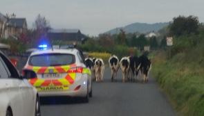 Gardaí find time to give a group of local cows an escort home