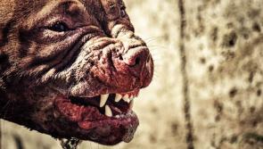 Muirhevnamor 'devil dog' claims fresh victims