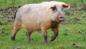 EXCLUSIVE: 20 stone pigs invade Hackballscross farm and "refuse to leave"
