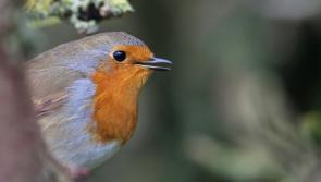 Louth-based wildlife photographer to give talk on exotic birds