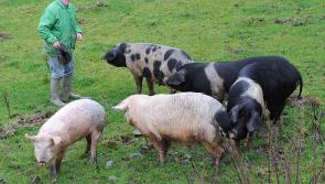 Giant pigs leave Hackballscross farm - but may be raiding shed at night