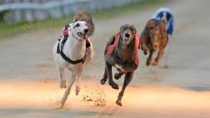 Joe Carroll previews each of the runners in Friday night's Bar One Racing Irish Sprint Cup final at Dundalk Stadium