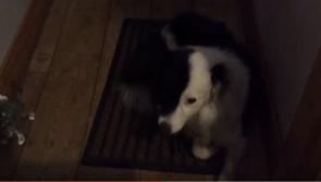 VIDEO: A dog with distinctive facial markings has been found in Dundalk