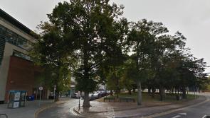 PHOTOS: This much loved old tree at the Demesne has been cut down