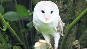 Over €110,000 in funding for biodiversity projects in Louth