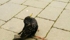 This injured bird on Earl Street needed help - what happened next will warm your heart 