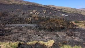 Dearey praises fire service after 'deliberate' gorse fires