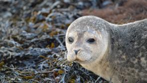 Would you like to help rescue orphaned or injured seals in Louth?