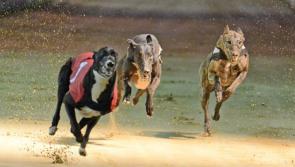 The latest greyhound racing results from Dundalk Stadium