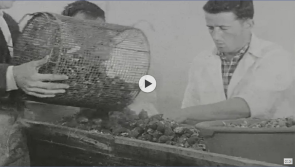 WATCH | RTÉ News report from Carlingford on this day in 1967