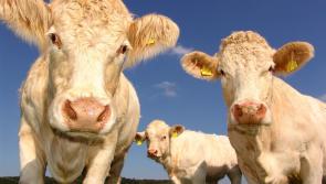 Louth IFA says cattle farmers facing financial ruin