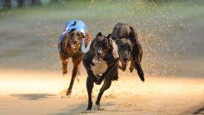 INSIDE TRACK | An enthusiast of the sport, Joe Carroll gives his take on the recent coverage of Irish greyhound racing