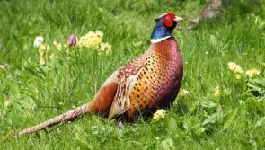Louth gun owners refute Dundalk councillor claims on game shooting