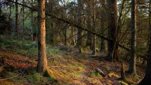 Afforestation in Louth last year lowest in country