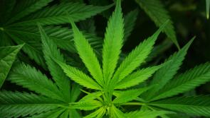 Dundalk meeting sways Sinn Féin's position on legalisation of medicinal cannabis 