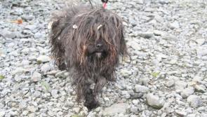 Dundalk Dog Rescue unable to save more pound dogs like Brad 