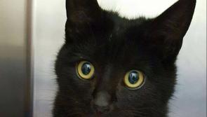 Dundalk vet practice issues appeal for foster carers