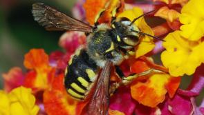  Biodiversity motion passed by Louth County Council