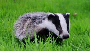 Louth IFA sees formalising badger vaccination “next logical step” in eradicating TB