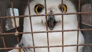 Louth SPCA in urgent appeal for funds following removal of animals from petting farm