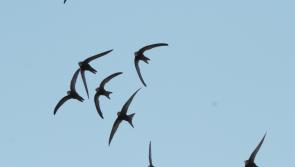 Survey underway in Monaghan to locate nest sites of the endangered Swift