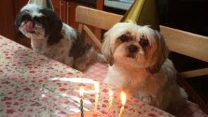 "I love my dogs Bella and Bailey so deeply I can&rsquo;t stand it" 