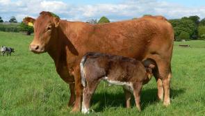 Louth suckler farmers urged to apply for Beef Environmental Efficiency Pilot