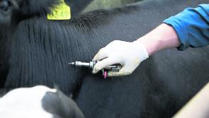 Monaghan ICSA holding meeting to discuss TB issue