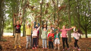 Primary schools in Louth asked to plant a tree for Tree Day