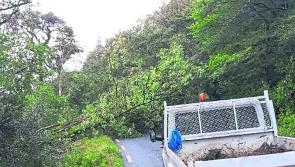 Louth County Council issue tree and hedge cutting notice reminder to landowners
