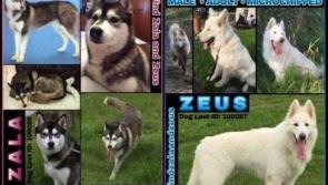 Help sought in search for dog stolen in UK and last seen in Dundalk