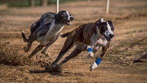 This week's Greyhound racing results from Dundalk Stadium 