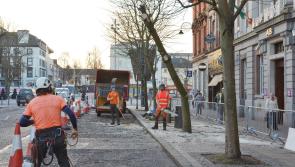PHOTOS: Trees cut down on Clanbrassil Street in Dundalk today