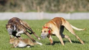 INSIDE TRACK | Coursing gets a good airing on the telly, but why was Joe Carroll not in Clonmel?