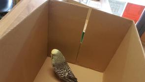 Dundalk shop owner makes appeal for owner after budgie found in back of shop