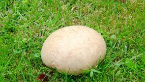 Trip Through Time: Gathering mushrooms in Dundalk