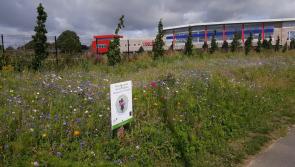 Louth schools and community groups invited to apply for new scheme to support local environmental projects