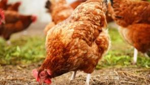 Third case of bird flu confirmed in North East