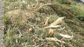 Dundalk Tidy Towns slams destruction of hundreds of newly planted trees at Navvy Bank
